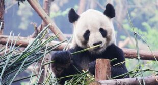 Wildlife Encounters Around the Globe: Ethical Animal Tourism