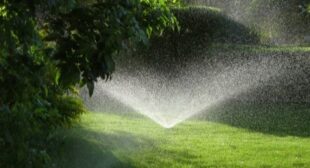 The Evolution of Urban Gardening: How Cities are Embracing Green Spaces