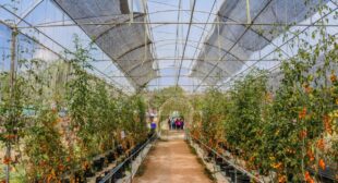 Exploring the Benefits of Urban Gardening: A Guide for City Dwellers