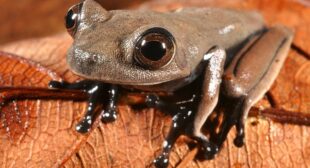 Remote Rain Forest Expedition Finds 60 New Species
