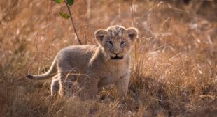 Witness an extraordinary wildlife restoration at Rwanda’s Akagera National Park