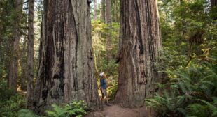 Everything you should know about Redwood National and State Parks