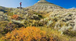 Canada’s Grasslands National Park rivals Brazil’s Pantanal