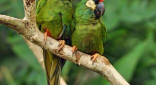 The return of Argentina’s lost multicolored parrot