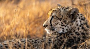 53 hours: Inside the largest cheetah relocation ever attempted