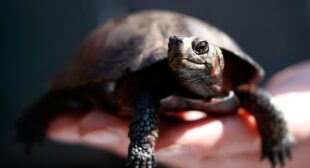 After Hurricane Helene, the country’s tiniest turtle is even closer to extinction