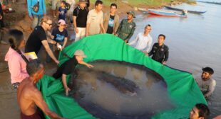 The 24-hour hotline helping save the world’s biggest freshwater fish