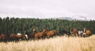 7 equestrian experiences to embrace your inner cowboy
