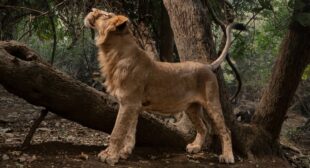 Can the last Asiatic lions be saved?