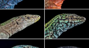 Can Ibiza’s colorful island lizards survive a snake explosion?