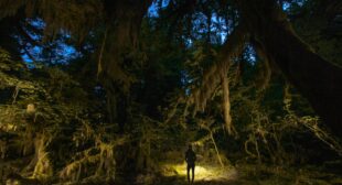 The best ways to explore America’s national parks at night