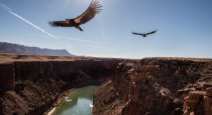 California’s endangered condors have a surprising new foe