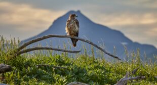 What proposed changes to the Endangered Species Act mean for wildlife