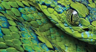 Can this famously gorgeous pit viper save the cloud forests of Honduras?
