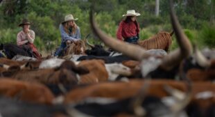 See Florida’s cowboy history come to life in this 54-mile cattle drive